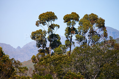 Buy stock photo Tall trees growing in front of a mountain,
plants like pine, maple, cedar oak, deodar are found in hilly or mountain areas and homes different living species while adding natural beauty to any scene 