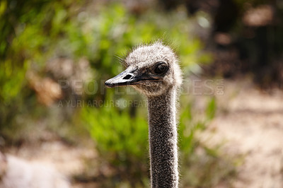 Buy stock photo Ostrich, bird and safari in field for travel, holiday destination and wildlife conservation. Animal, closeup and omnivore for adventure, natural habitat and environment in national park in Africa