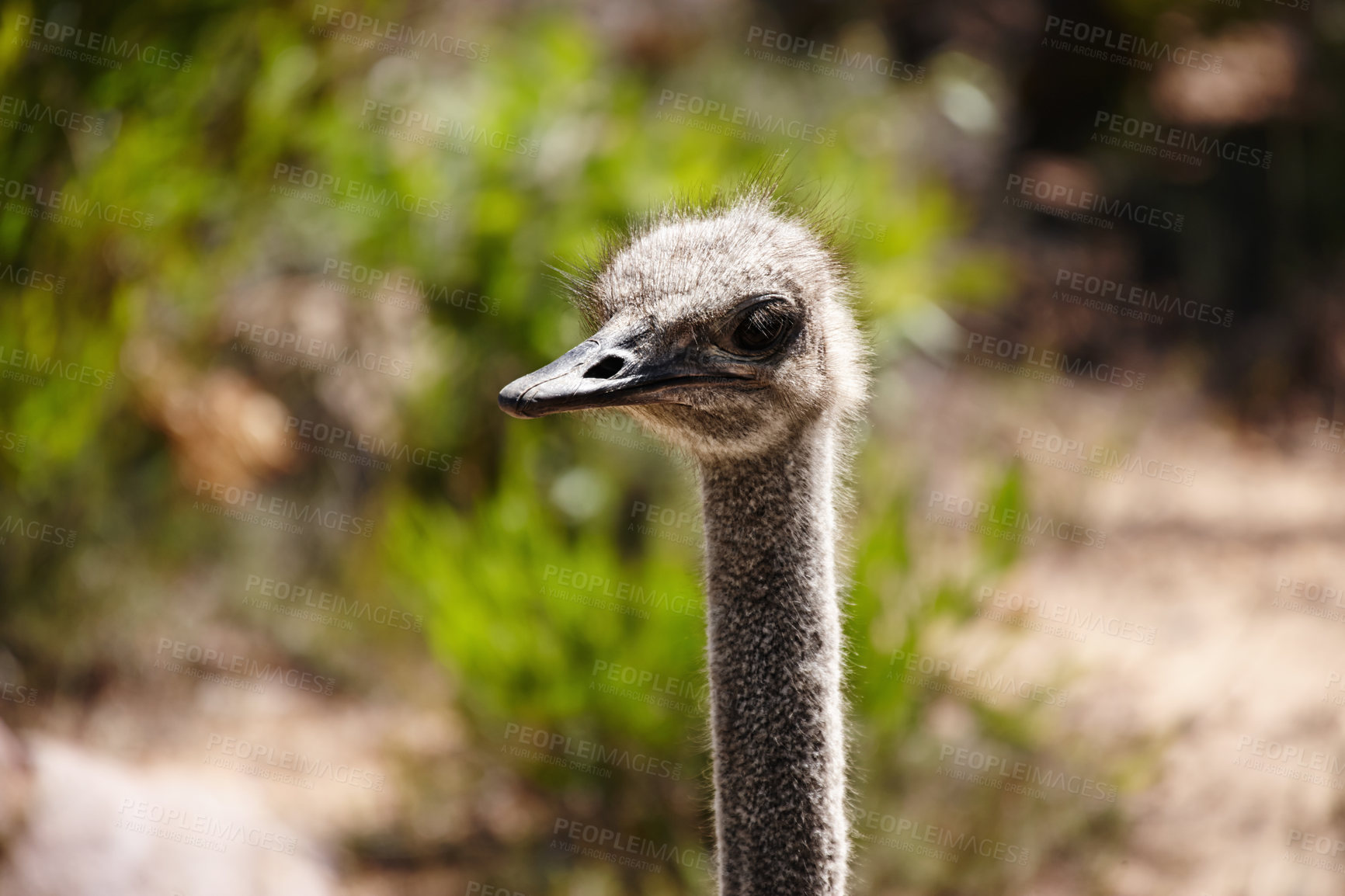 Buy stock photo Ostrich, bird and safari in field for travel, holiday destination and wildlife conservation. Animal, closeup and omnivore for adventure, natural habitat and environment in national park in Africa