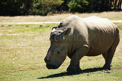 Buy stock photo Rhino, animal and safari for travel, wildlife conservation or rehabilitation with tourism and safe in field. Nature reserve, tourist destination and mammal in natural habitat in the African wild