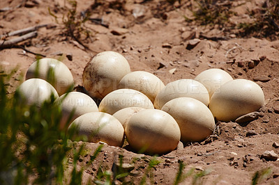 Buy stock photo Shot of a nest of ostrich eggs in the sand