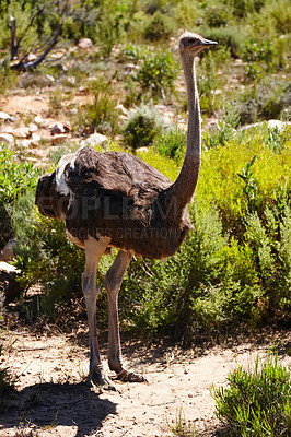 Buy stock photo Ostrich, safari and animal in national park for travel, holiday destination and wildlife conservation. Ecosystem, field and bird for tourism location, natural habitat and environment in Africa