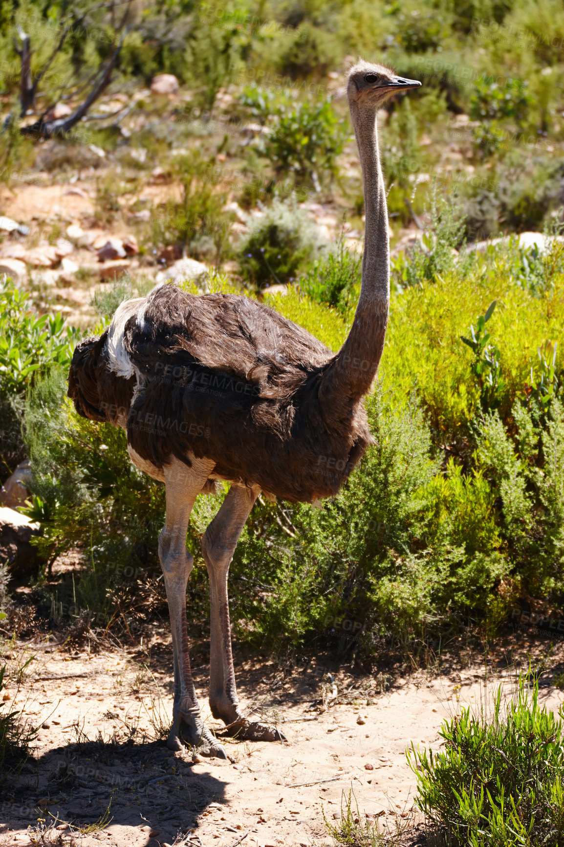 Buy stock photo Ostrich, safari and animal in national park for travel, holiday destination and wildlife conservation. Ecosystem, field and bird for tourism location, natural habitat and environment in Africa