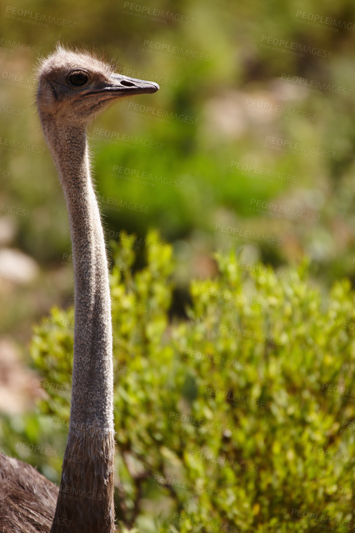 Buy stock photo Closeup cropped shot of an ostrich stretching his neck 