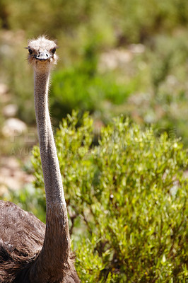 Buy stock photo Ostrich, animal and safari in field for travel, holiday destination and wildlife conservation. Ecosystem, closeup and feathered bird for tourism location, natural habitat and environment in Africa