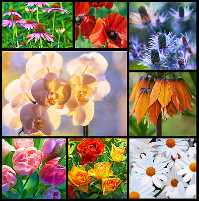 Buy stock photo Collage, variety and flowers with colorful in nature for blossom with daisy, orchid and roses. Composite, range and natural with sunflower for bloom in montage with plants in beauty in outside