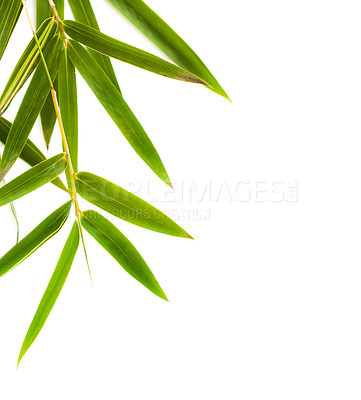 Buy stock photo Studio shot of a fern against a white background