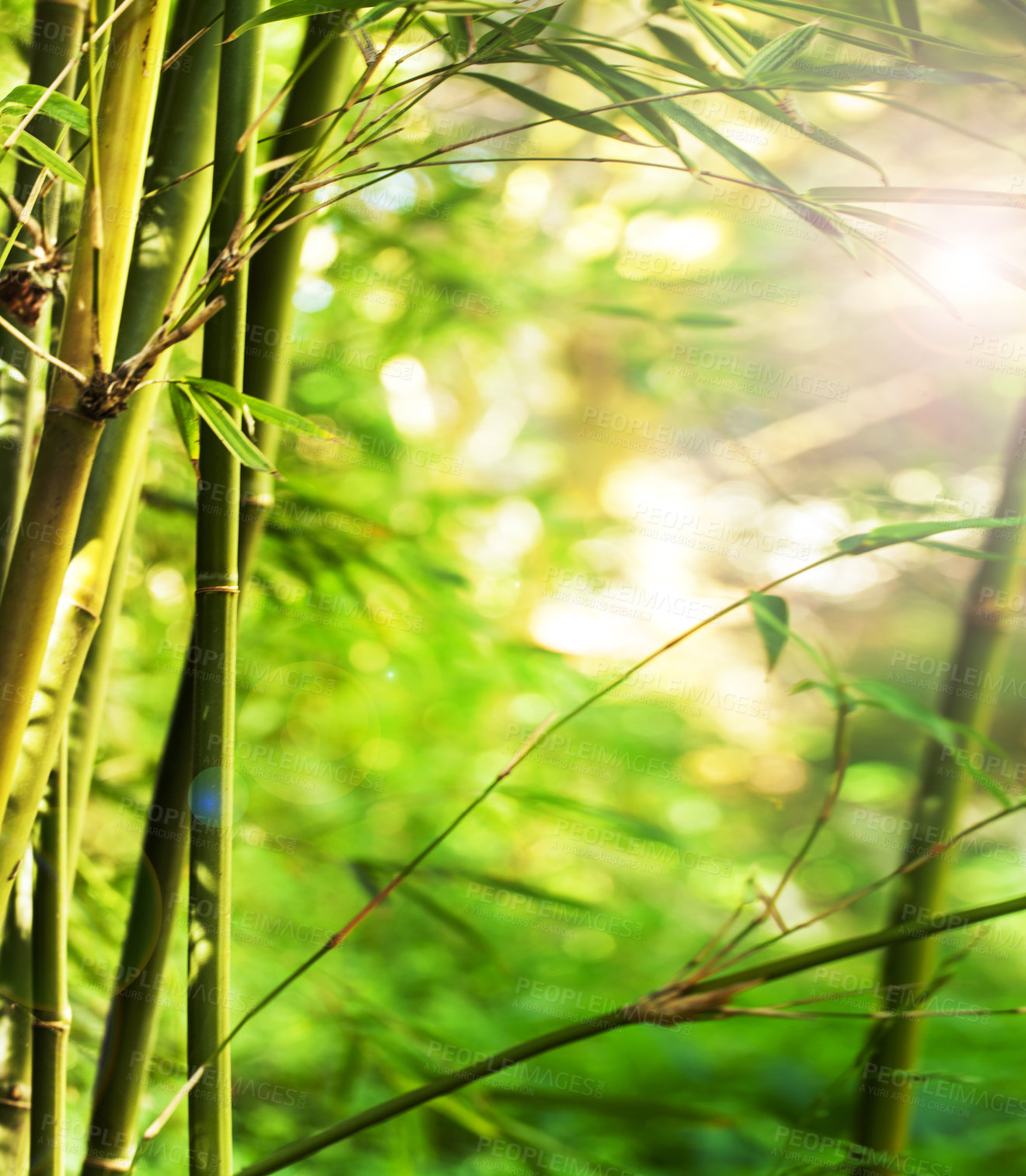 Buy stock photo Nature, sun and bamboo plant in forest for natural environment, ecosystem and plant background. Earth, sustainability and closeup of leaf for organic, gardening and ecology with sunshine in woods