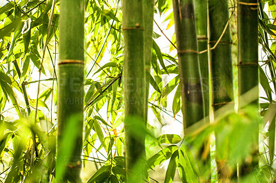 Buy stock photo Bamboo forrest, closeup and leaves with growth, sunshine and outdoor in summer with natural landscape. Plants, trees and woods at park, countryside or jungle in nature, sustainability and environment