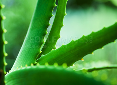 Buy stock photo Closeup shot of an aloe plant