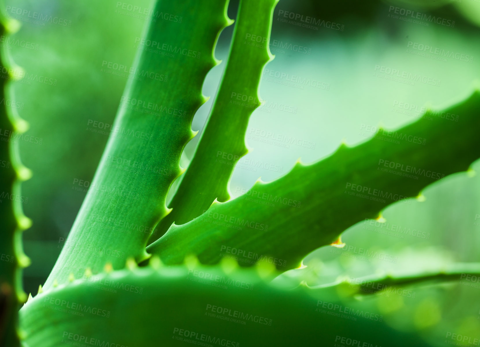 Buy stock photo Closeup shot of an aloe plant