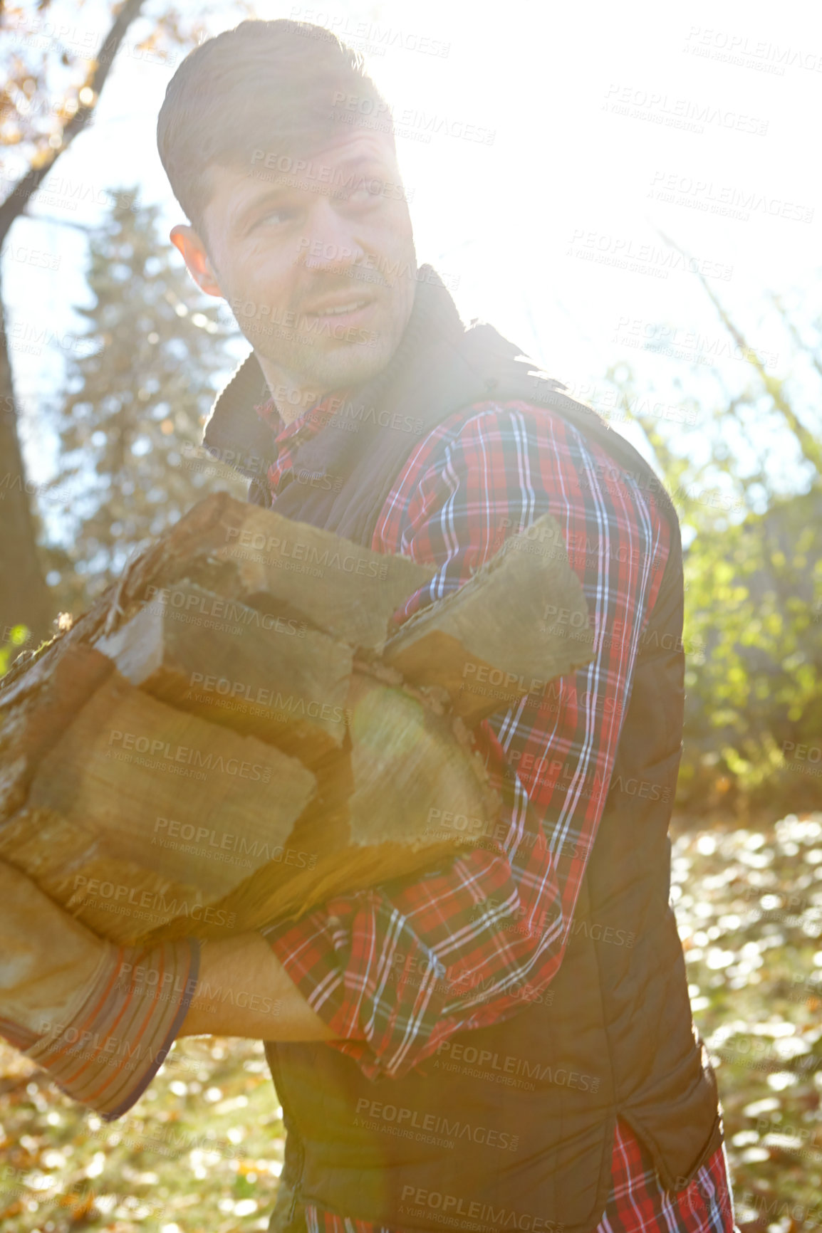 Buy stock photo Collecting wood, deforestation and lumberjack man in forest for industry, logging or process. Environment, stock and sustainability with professional person in nature or woods for autumn conservation