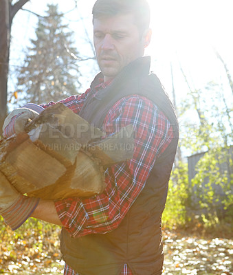 Buy stock photo Collecting wood, sustainability and lumberjack man in forest for industry, logging or process. Deforestation, environment and stock with professional person in nature or woods for autumn conservation