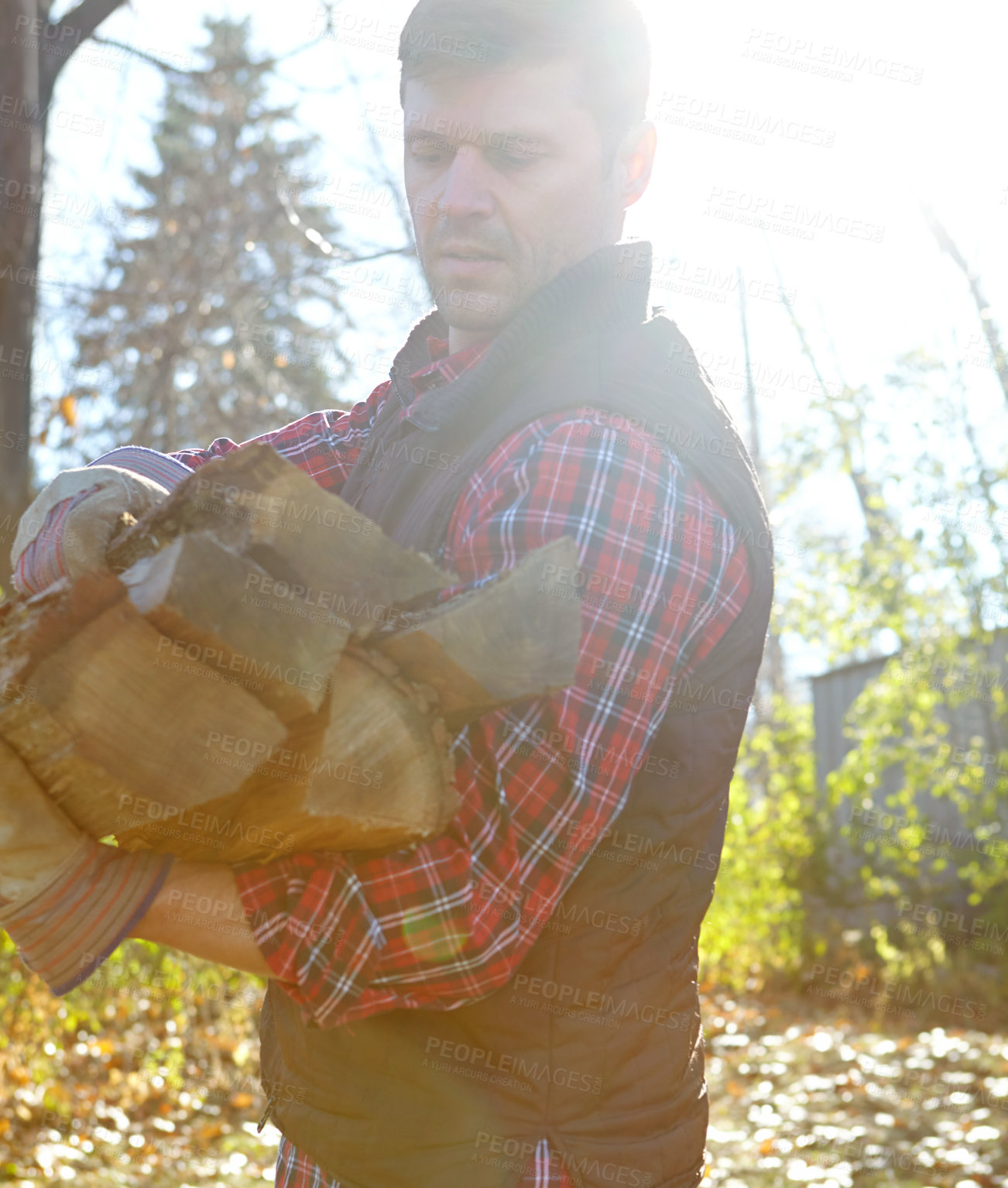 Buy stock photo Collecting wood, sustainability and lumberjack man in forest for industry, logging or process. Deforestation, environment and stock with professional person in nature or woods for autumn conservation