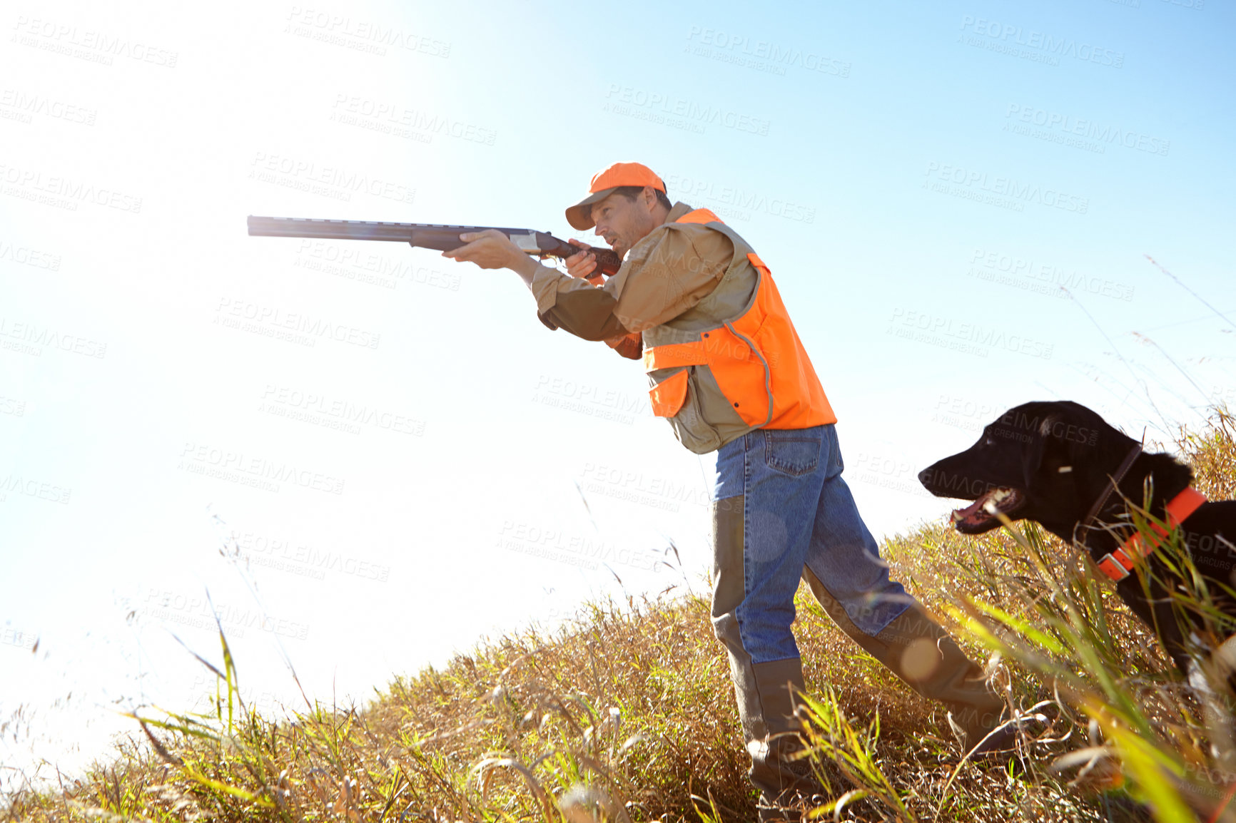 Buy stock photo Man, dog and outdoor for hunting shotgun, rifle and stalking prey together in nature. Mature person, pet animal and hunter support in field to guide in woods, partnership and tracking in sports