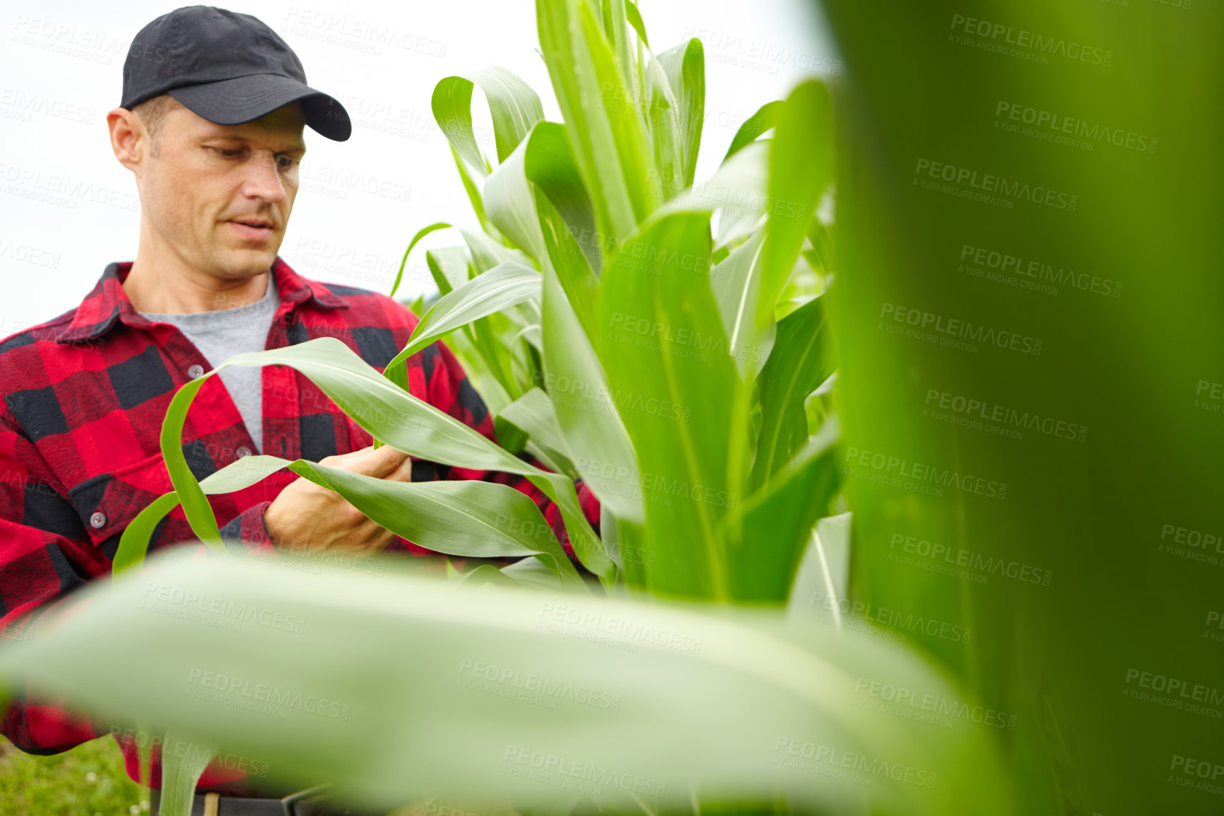 Buy stock photo Farming, plant and man with corn for check, inspection and fresh produce with pride in countryside. Farmer, male person and growth with crop for small business, supply chain or agriculture production