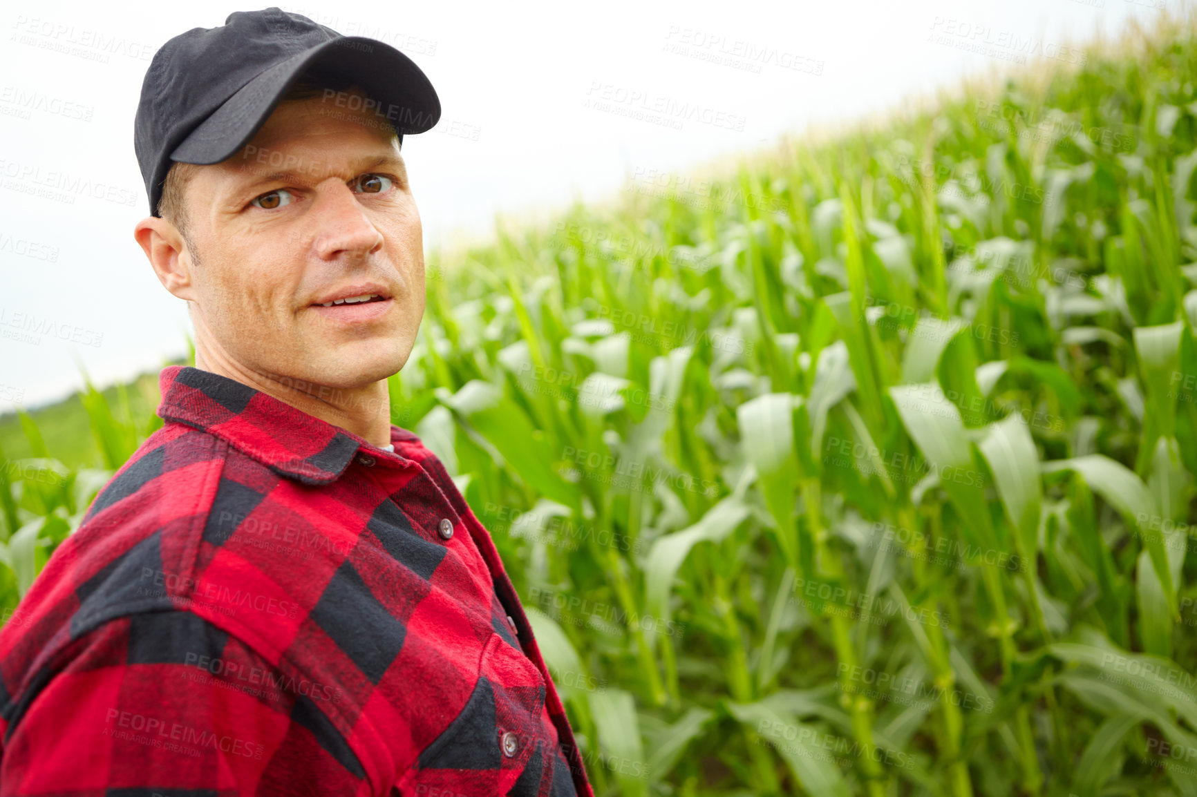 Buy stock photo Man, agriculture and portrait with crops on field, pride or food production with sustainability in countryside. Person, farmer and small business owner for assessment, inspection and growth in Spain