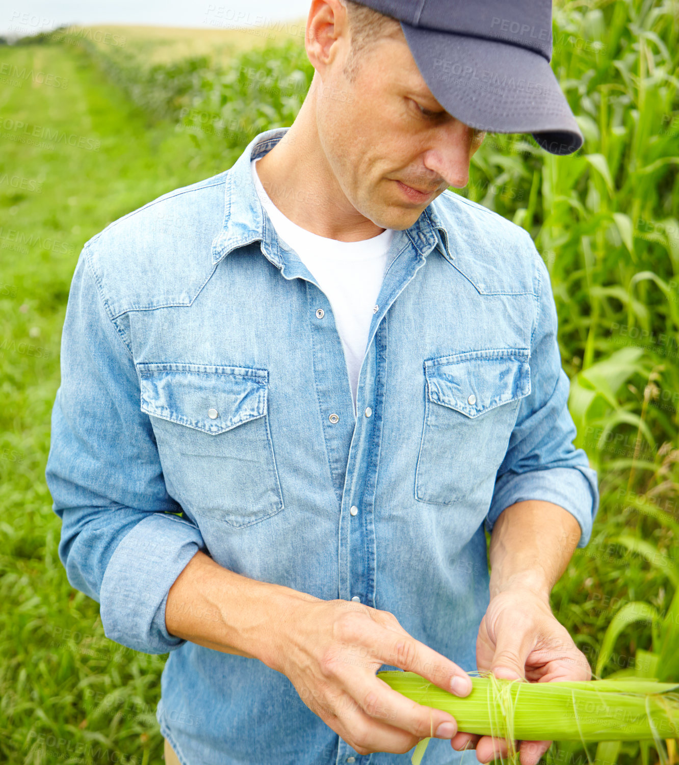 Buy stock photo Farming, harvesting and man with corn for check, inspection and fresh produce with pride in countryside. Farmer, male person and growth with food for business, supply chain and agriculture production