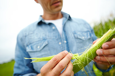 Buy stock photo A farmer examining some corn from his crop while standing in his field