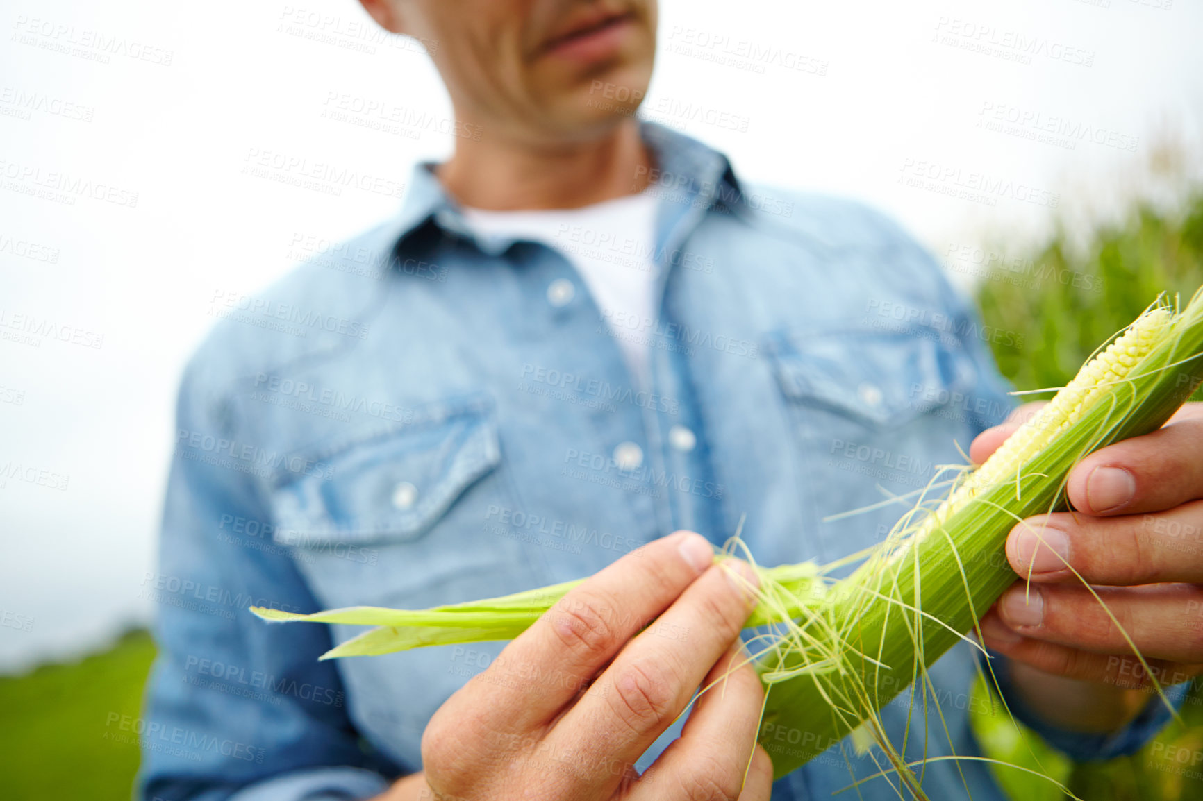 Buy stock photo Farming, harvesting and man with corn for quality check, inspection and fresh produce in countryside. Hands, male farmer and growth with food for business, supply chain and agriculture production