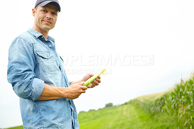 Buy stock photo A farmer examining some corn from his crop while standing in his field