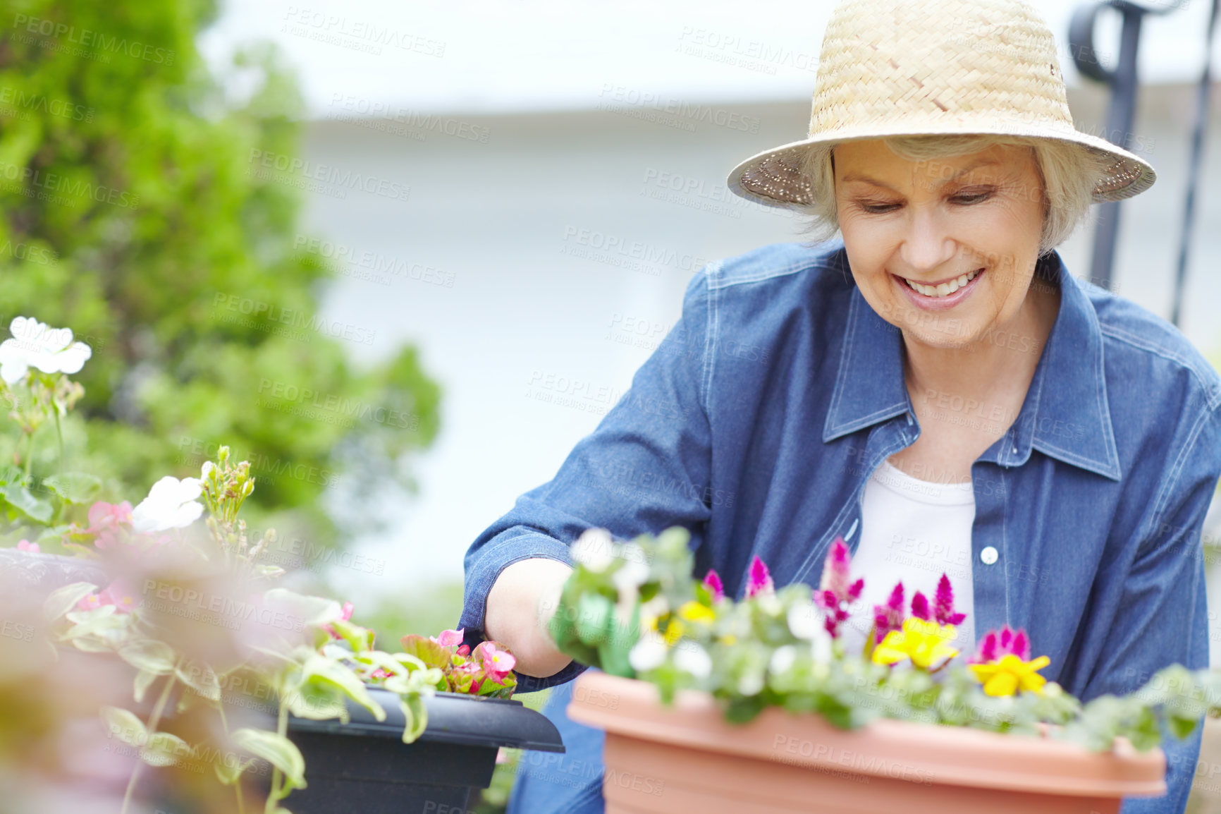 Buy stock photo Gardening, plants and spring with senior woman outdoor with flowers, bushes and yard for retirement hobby. Nature, zen and smile with elderly person for landscaping, botany and happy at home or house