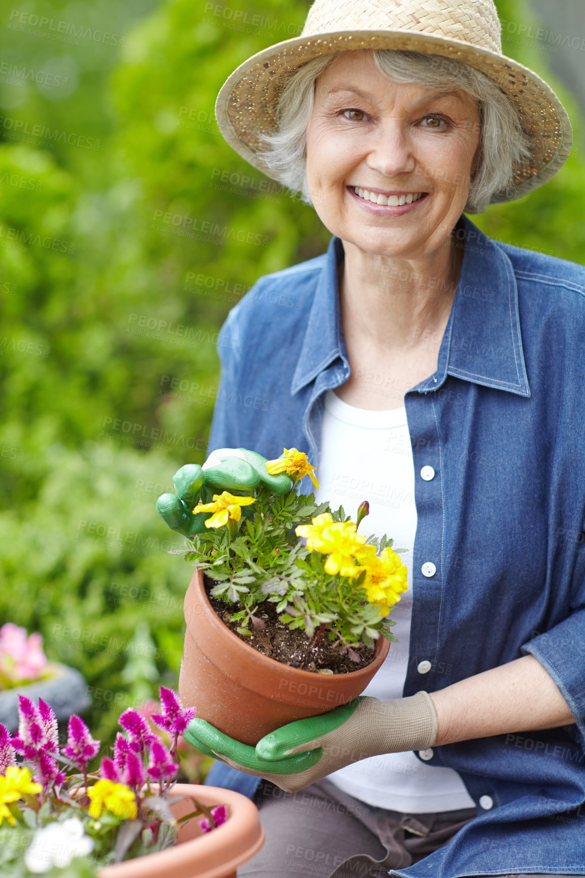 Buy stock photo Gardening, flowers and portrait with senior woman outdoor with plants, bushes and yard for retirement hobby. Spring, zen and smile with elderly person for landscaping, botany and happy at home