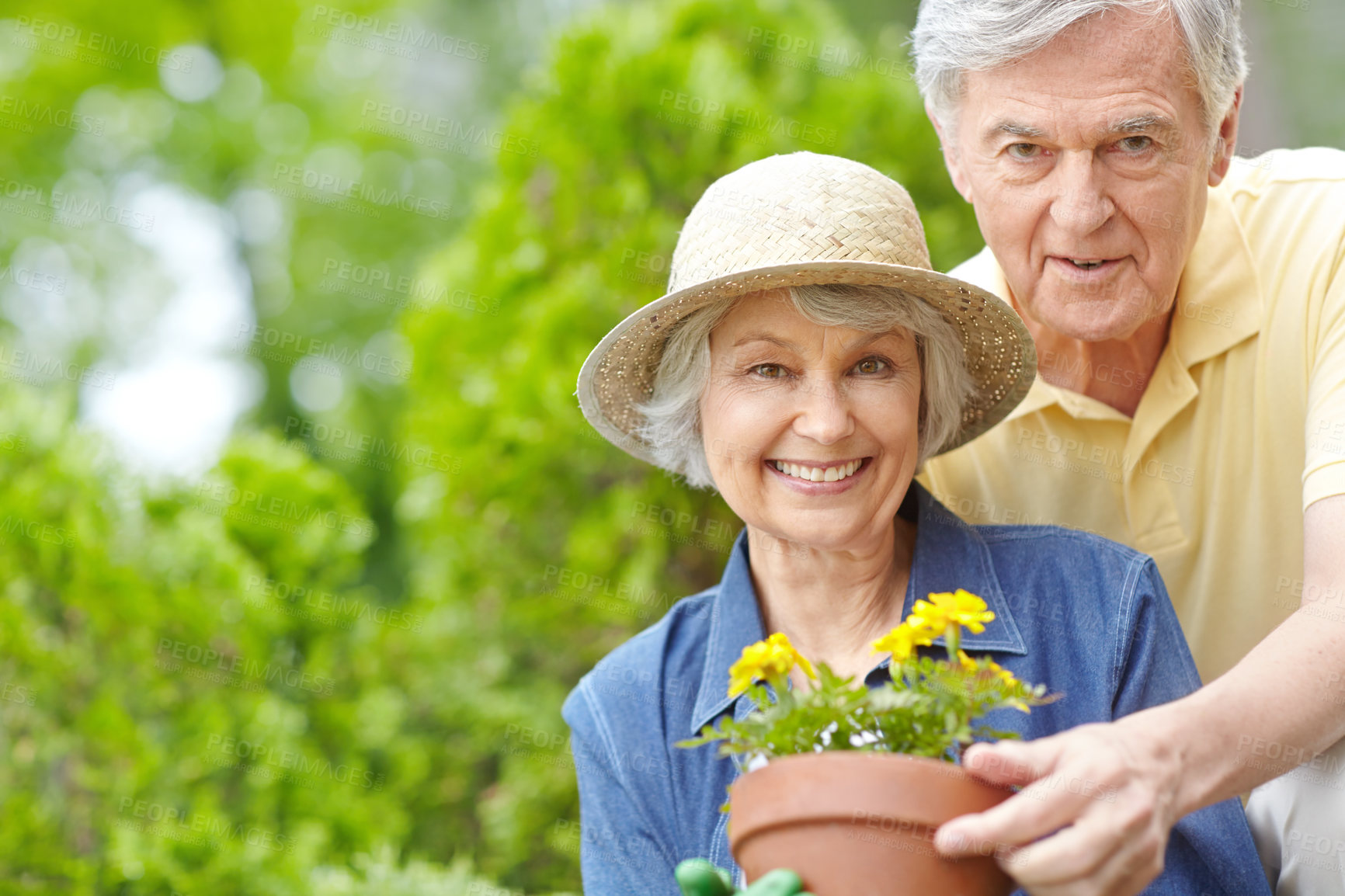 Buy stock photo Gardening, flowers and portrait with elderly couple outdoor with plants, bushes and yard for retirement hobby. Man, woman and smile with senior person for landscaping, botany and happy at home