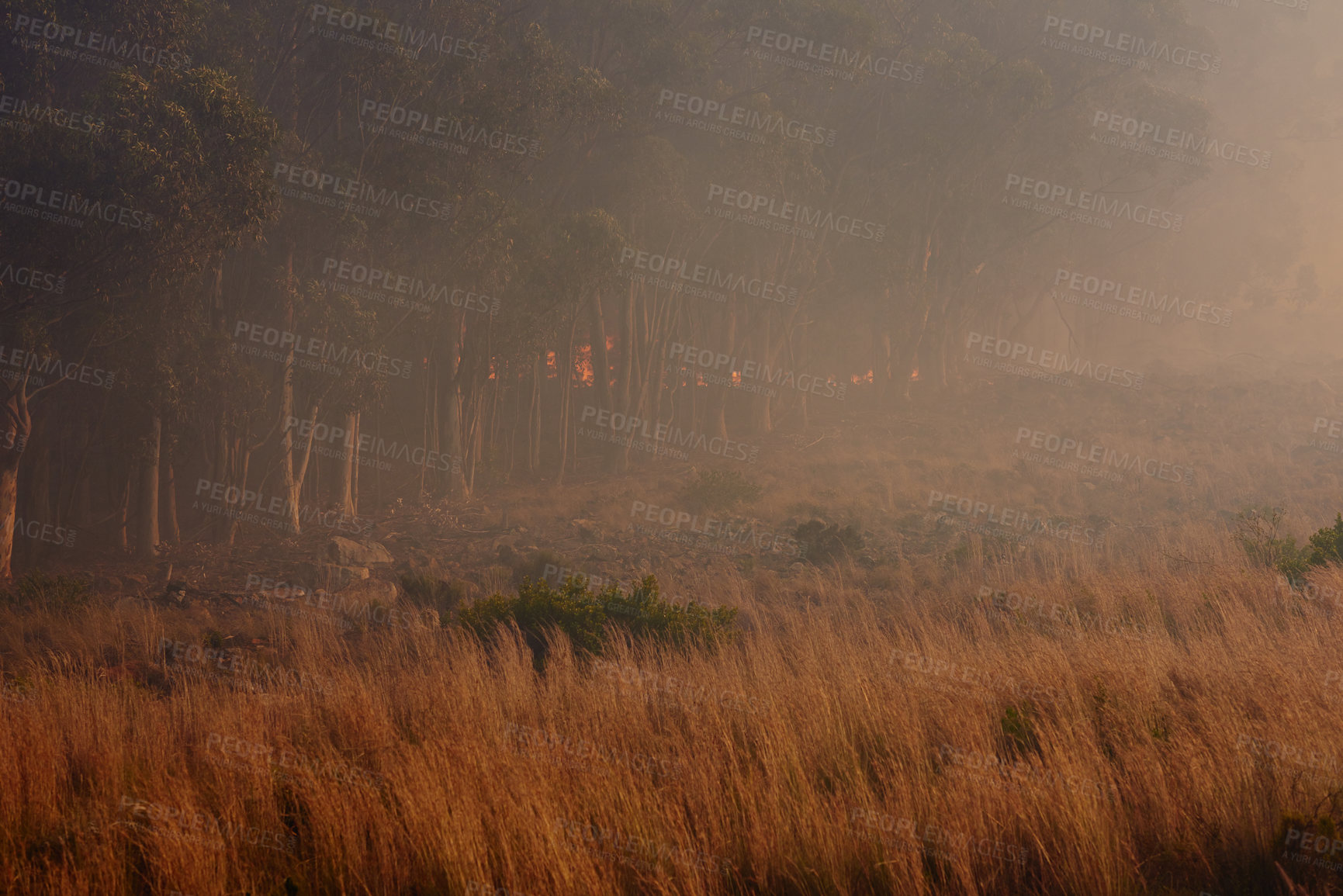 Buy stock photo Wild fire, grass and environment with emergency, burning and nature with smoke, forest and emergency. Outdoor, empty and woods with trees, landscape and flames with natural disaster, hazard and risk