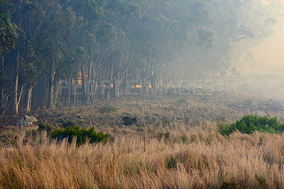 Buy stock photo Wild fire, grass and dry season with environment, danger and nature with smoke, forest and burn. Outdoor, empty and woods with trees, landscape and flames with natural disaster, field and risk