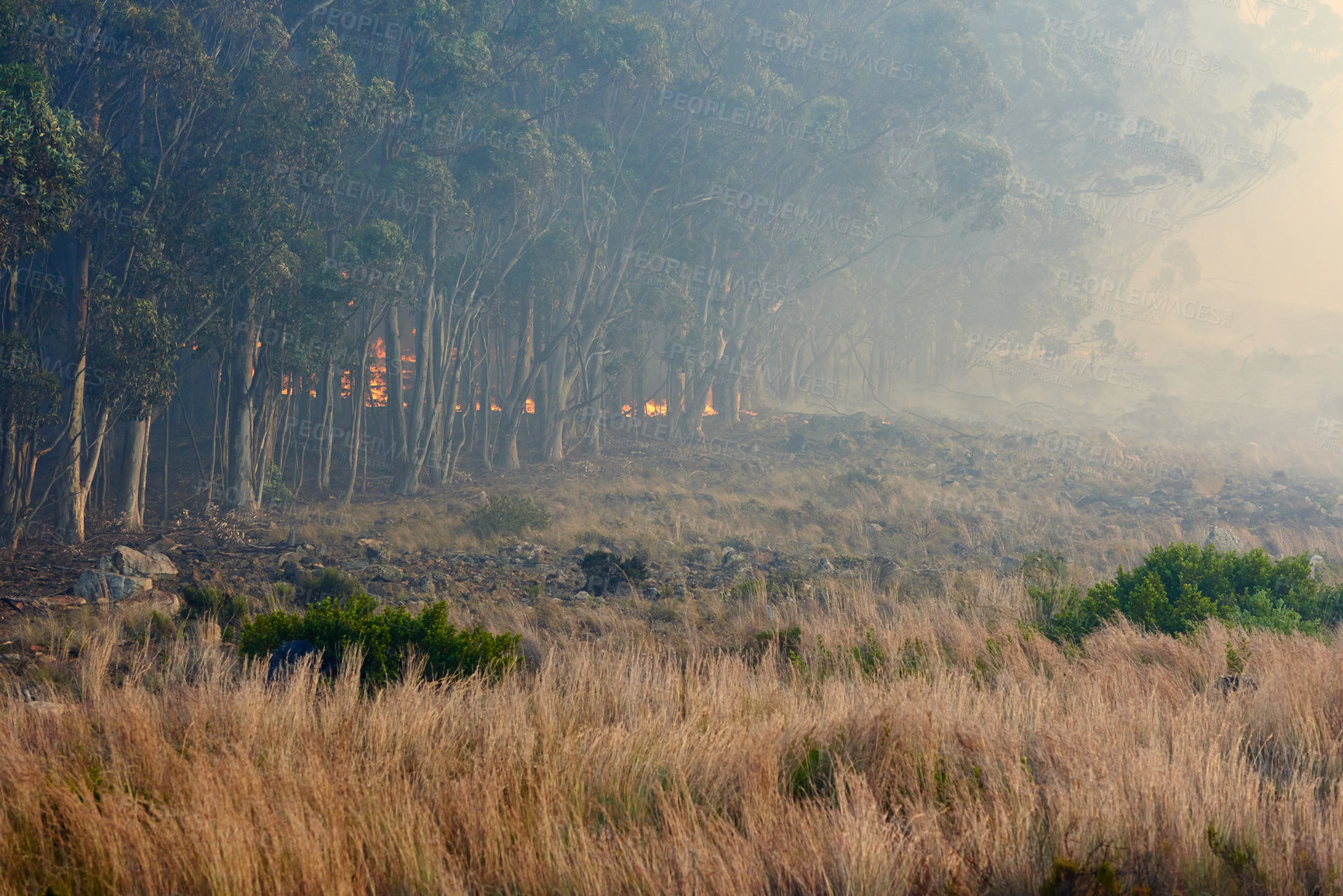 Buy stock photo Wild fire, grass and dry season with environment, danger and nature with smoke, forest and burn. Outdoor, empty and woods with trees, landscape and flames with natural disaster, field and risk