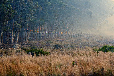 Buy stock photo Wild fire, smoke and dry season with environment, danger and nature with risk, forest and burn. Outdoor, empty and woods with trees, landscape and flames with extreme natural disaster and field