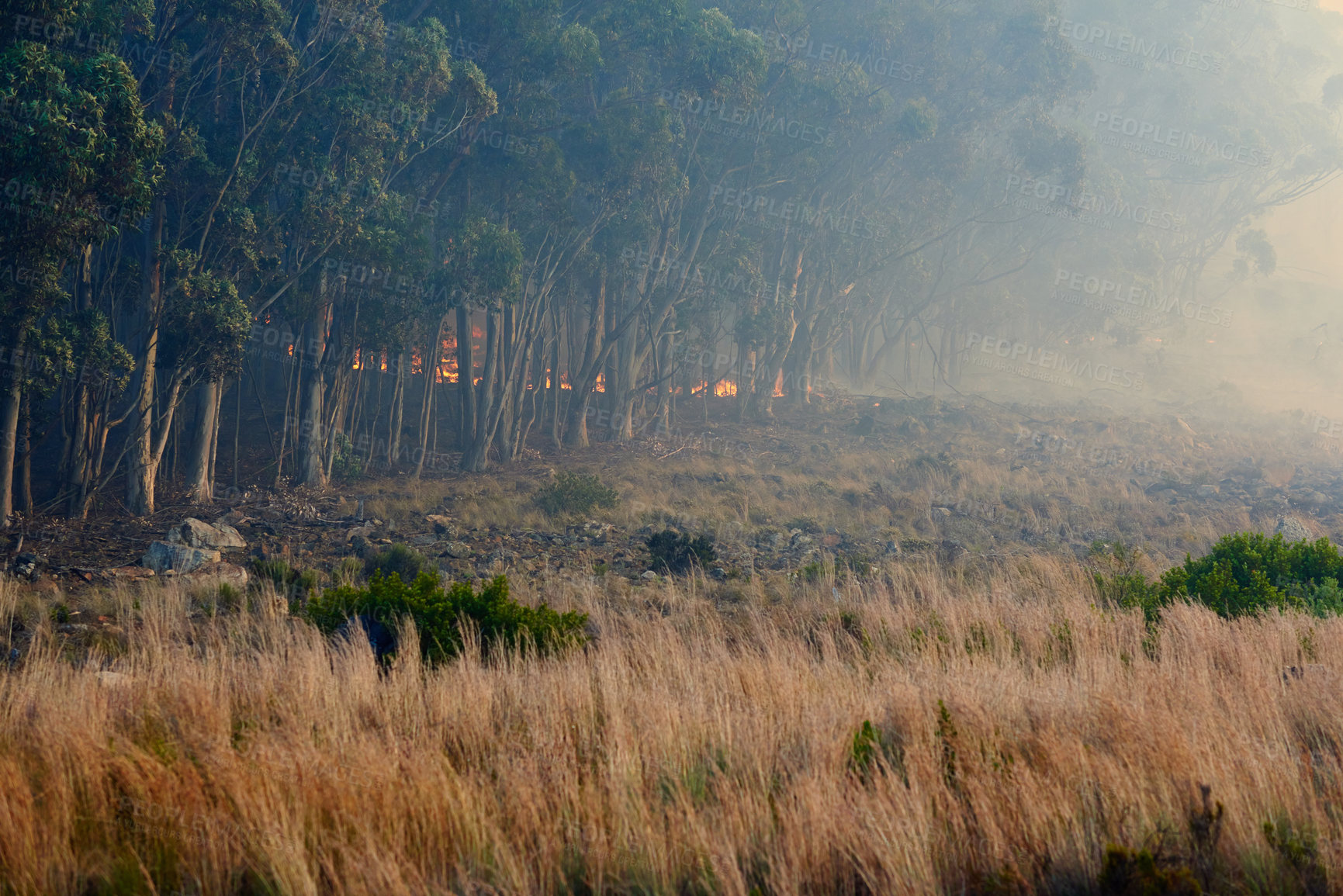 Buy stock photo Wild fire, smoke and dry season with environment, danger and nature with risk, forest and burn. Outdoor, empty and woods with trees, landscape and flames with extreme natural disaster and field