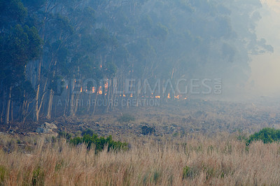 Buy stock photo Wild fire, forest and dry season with environment, danger and nature with smoke, risk and burn. Outdoor, empty and woods with trees, landscape and flames with natural disaster, field and emergency