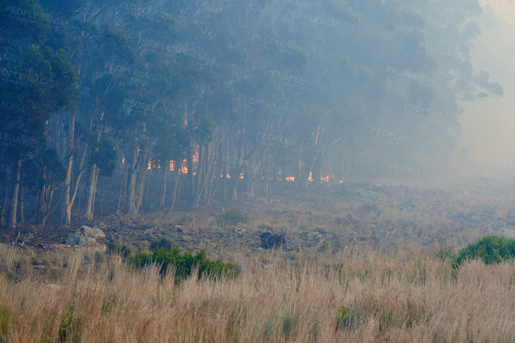 Buy stock photo Wild fire, forest and dry season with environment, danger and nature with smoke, risk and burn. Outdoor, empty and woods with trees, landscape and flames with natural disaster, field and emergency