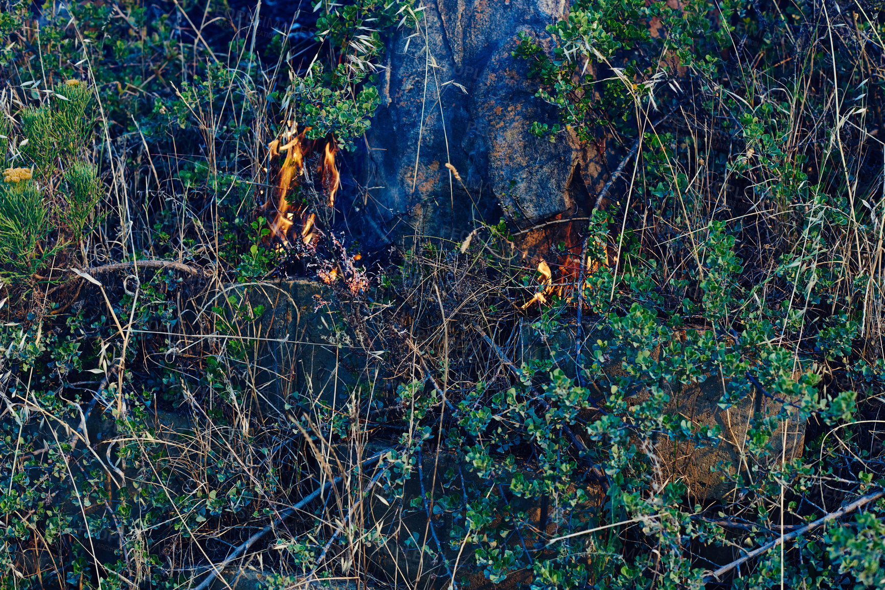 Buy stock photo Wild fire, plants and environment with emergency, burning and nature with smoke, hazard and accident. Outdoor, empty and woods with risk, landscape and flames with natural disaster and danger zone