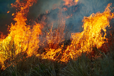 Buy stock photo Wild fire, grass and environment with accident, burning and nature with smoke, forest and emergency. Outdoor, empty and woods with trees, landscape and flames with natural disaster, hazard and plants