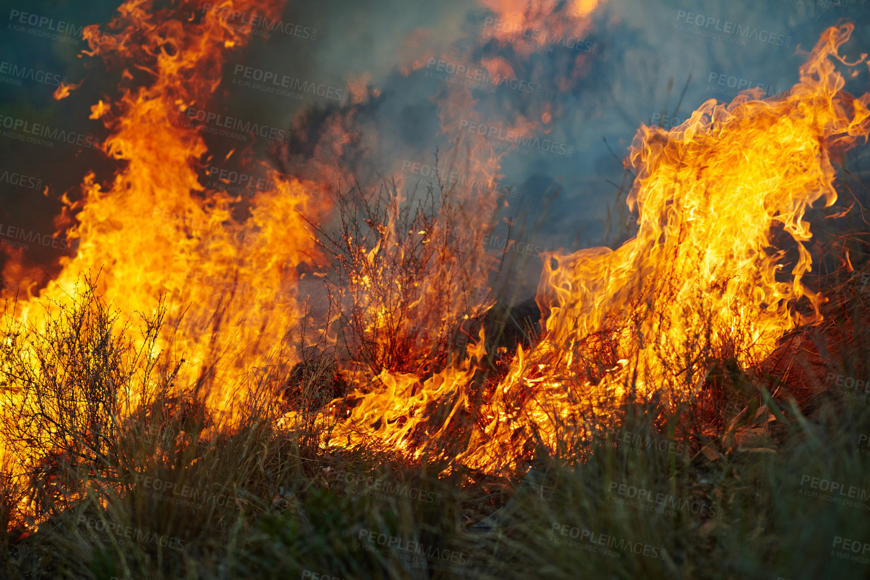 Buy stock photo Wild fire, grass and environment with accident, burning and nature with smoke, forest and emergency. Outdoor, empty and woods with trees, landscape and flames with natural disaster, hazard and plants