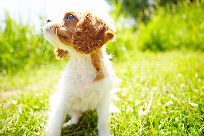 Buy stock photo A cute puppy sitting in a Meadow looking up with copyspace