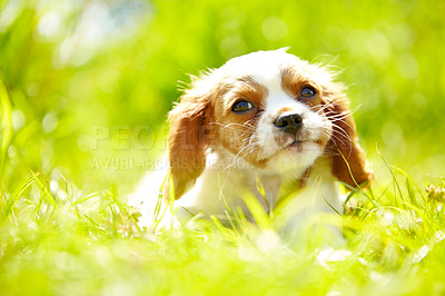 Buy stock photo Portrait of an adorable puppy lying down in grass with copyspace