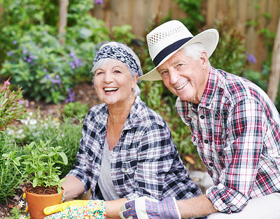 Buy stock photo Senior couple, laugh and plant outdoor for gardening, love and sustainability in home. Man, woman and flowers outside for eco friendly, gardening and environment care for retirement in countryside