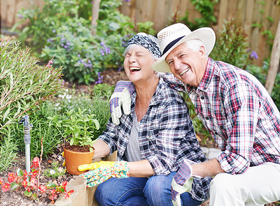 Buy stock photo Senior couple, funny and plant in garden for love, environment and happiness in home. Man, woman and laugh outside for eco friendly, gardening and enjoy retirement or holiday in countryside house