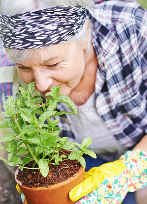 Buy stock photo Elderly, retired and woman with gardening as hobby by smell peppermint plant at home for health or peace. Senior, female person and smile for growth of plants in summer with love or care for ecology