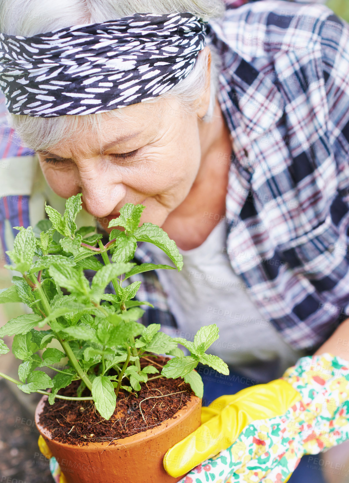 Buy stock photo Elderly, retired and woman with gardening as hobby by smell peppermint plant at home for health or peace. Senior, female person and smile for growth of plants in summer with love or care for ecology