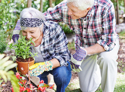 Buy stock photo Senior couple, happy and smell plant in garden for love, environment and sustainability in home. Man, woman and flowers outside for eco friendly, gardening and zen for retirement in countryside 