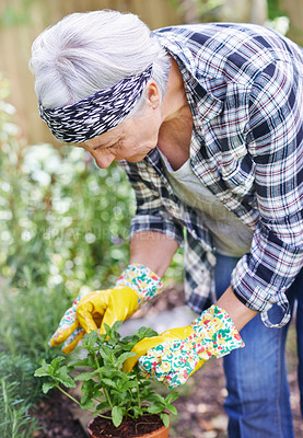 Buy stock photo Senior, retired and woman with gardening as hobby by smell peppermint plant at home for health or peace. Elderly, female person and smile for growth of plants in summer with love or care for ecology