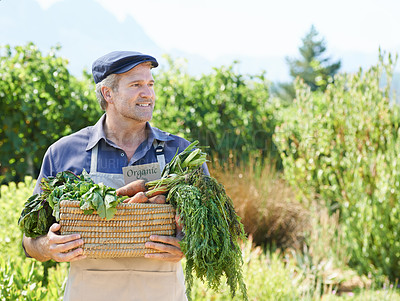 Buy stock photo Basket, farmer or man with vegetables on countryside for harvesting, agriculture and organic food. Nature, mature male owner and small business with carrots, crops and supplier thinking in Australia