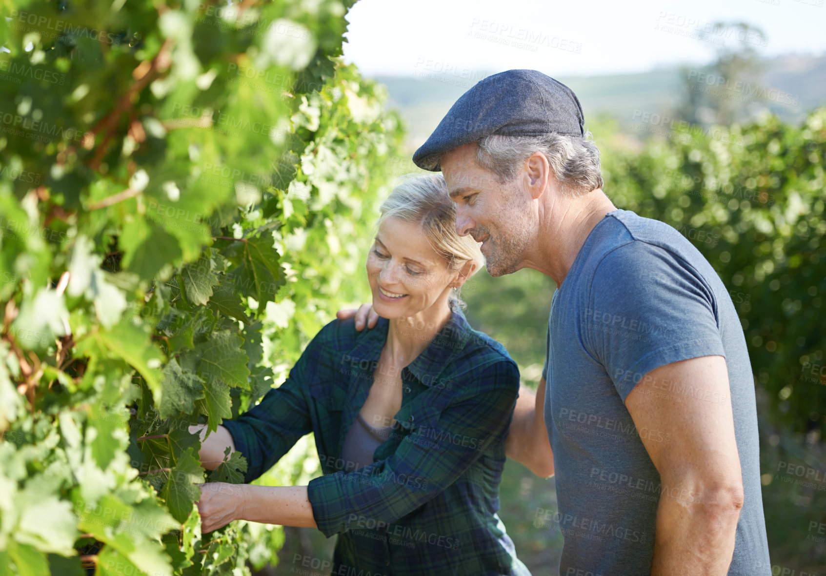 Buy stock photo Happy mature couple checking the vines in their vineyard together
