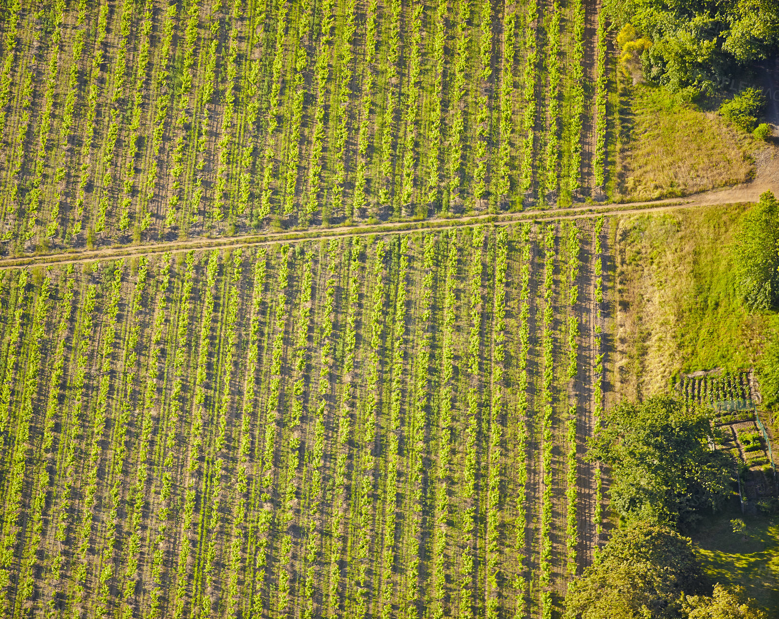 Buy stock photo Aerial, farm and agriculture with field for environment, countryside or eco friendly land. Drone, empty and vegetation with trees for organic harvest, natural landscape or sustainability in Germany