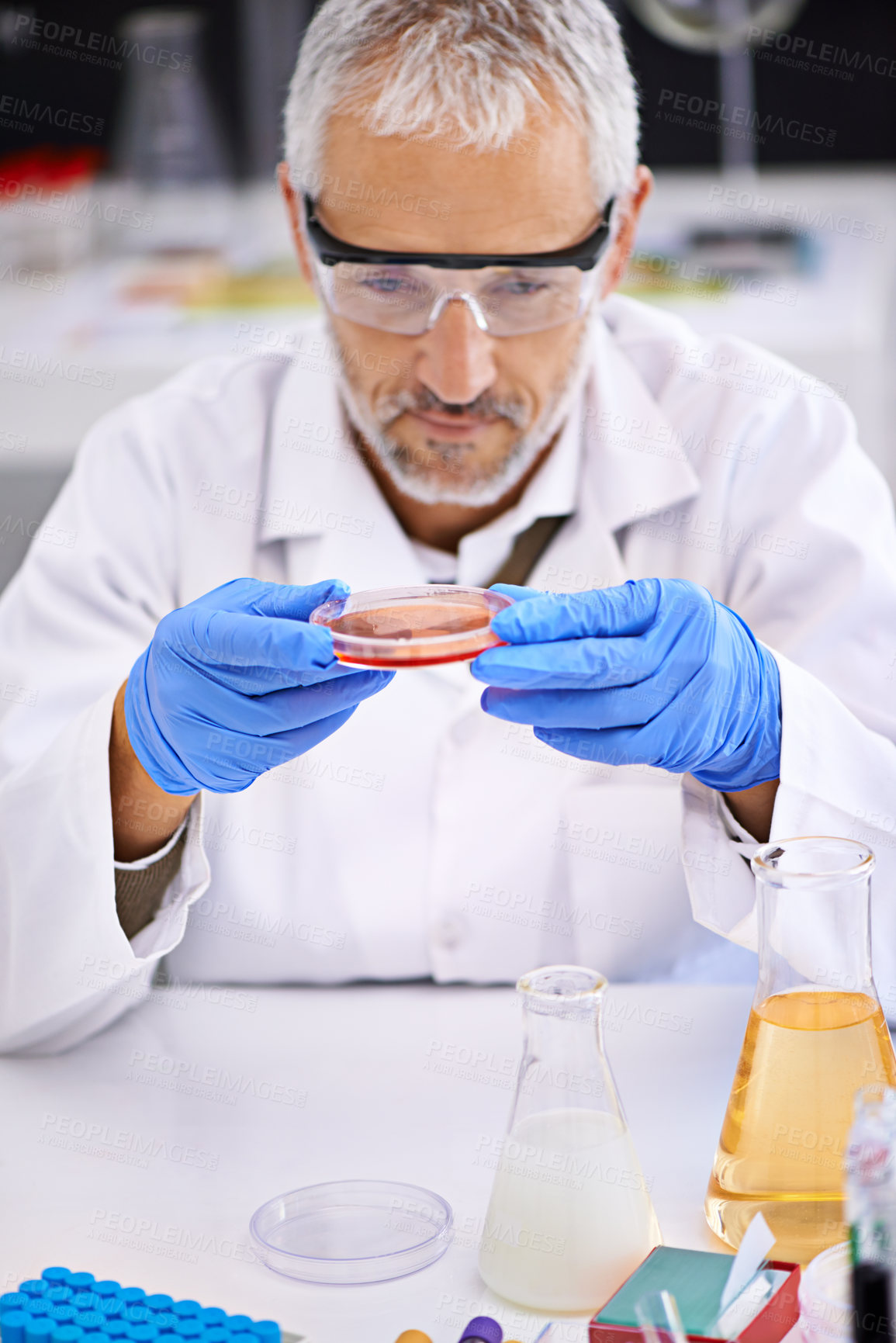 Buy stock photo Blood test, doctor and Petri dish in laboratory for research, studying and monkeypox virus, infection or science. Medical man, sample and pathology, mature biologist or immunity in dna innovation